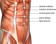 Représentation anatomique des muscles des grands droits et localisation de la ligne blanche ou linea alba. Image montrant l’anatomie des principaux muscles abdominaux